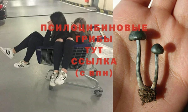 гидра Белокуриха